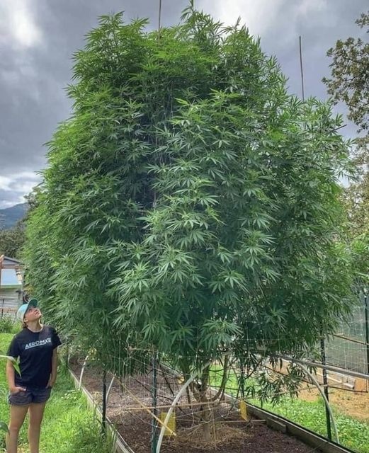 KONOPLJA ili KOME JE U INTERESU … 🇷🇸