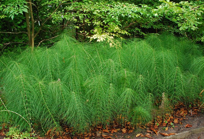 Poljski rastavić (Equisetum telmateia Ehrh.) 🇷🇸